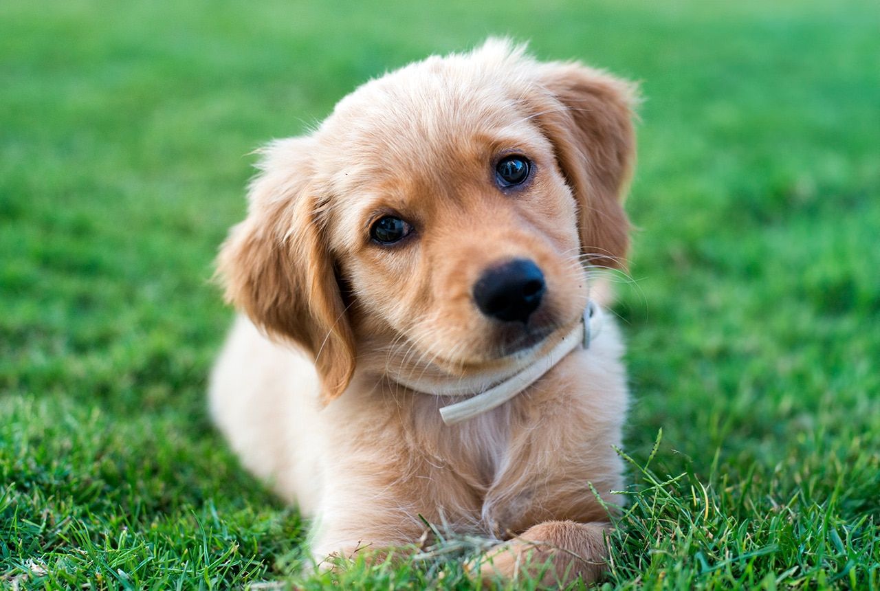 Mini Golden Retriever