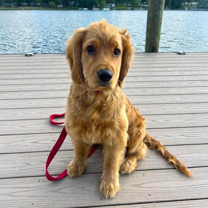 Mini Golden Retriever Size