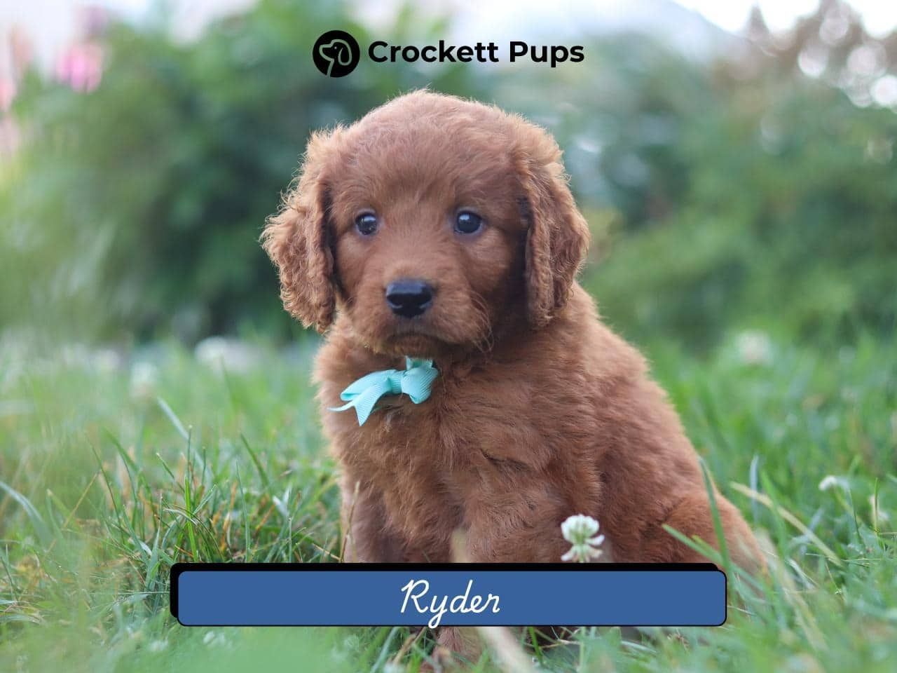Male Mini Golden Retriever Pup - Ryder
