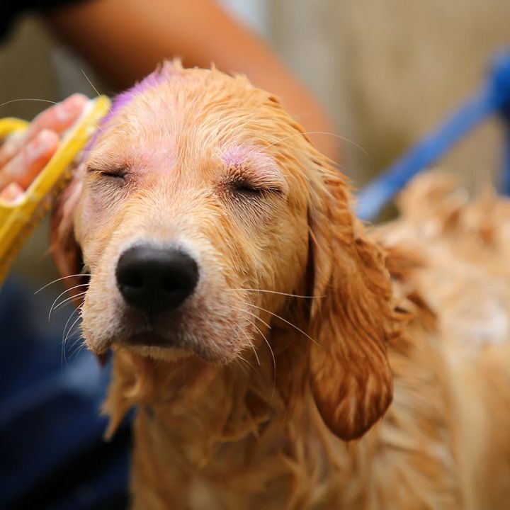 Mini Golden Retriever Grooming