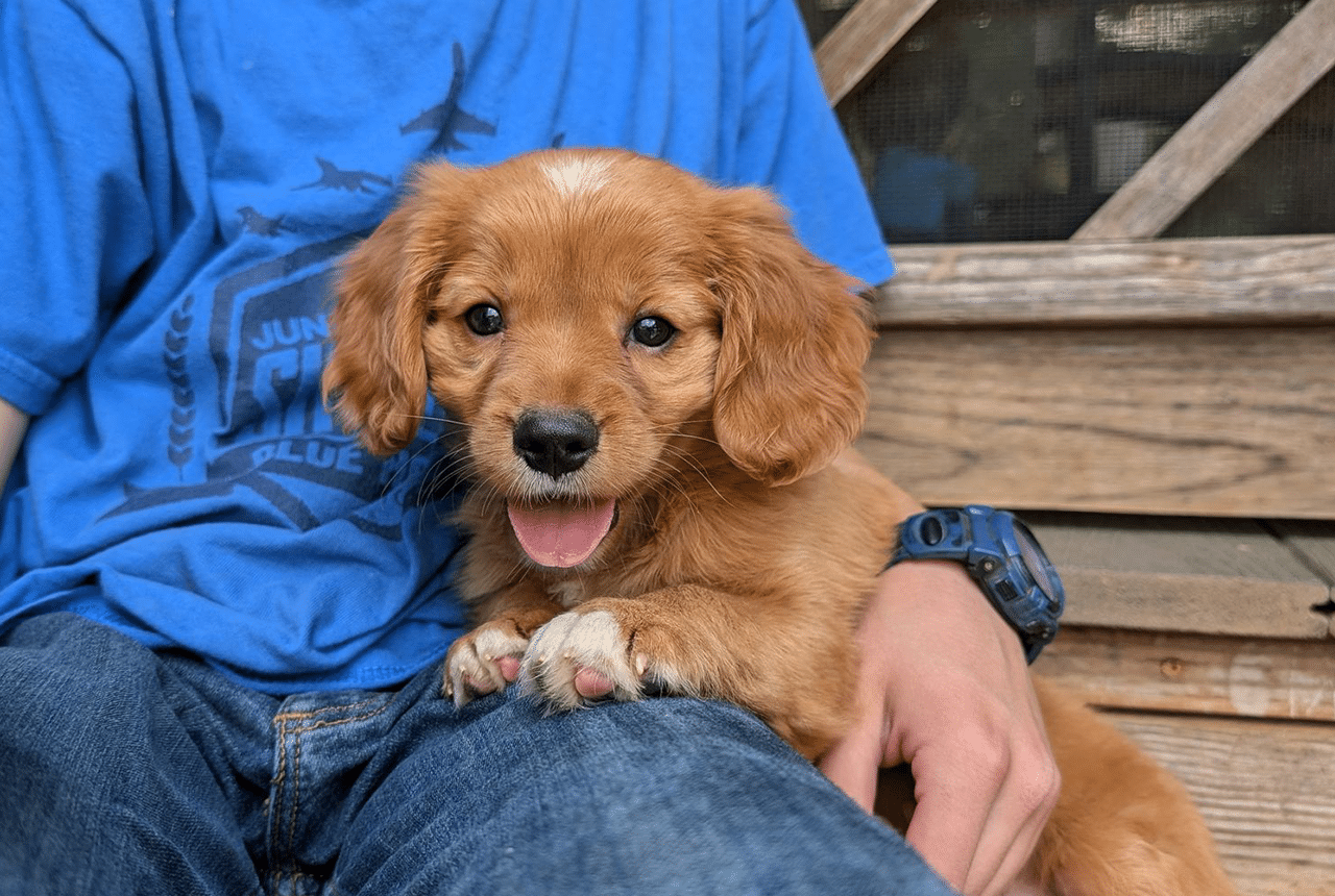 Golden Retriever 'Adopts' Tiny Fawn and the Video Is Full of Sweetness, image size:1280x860