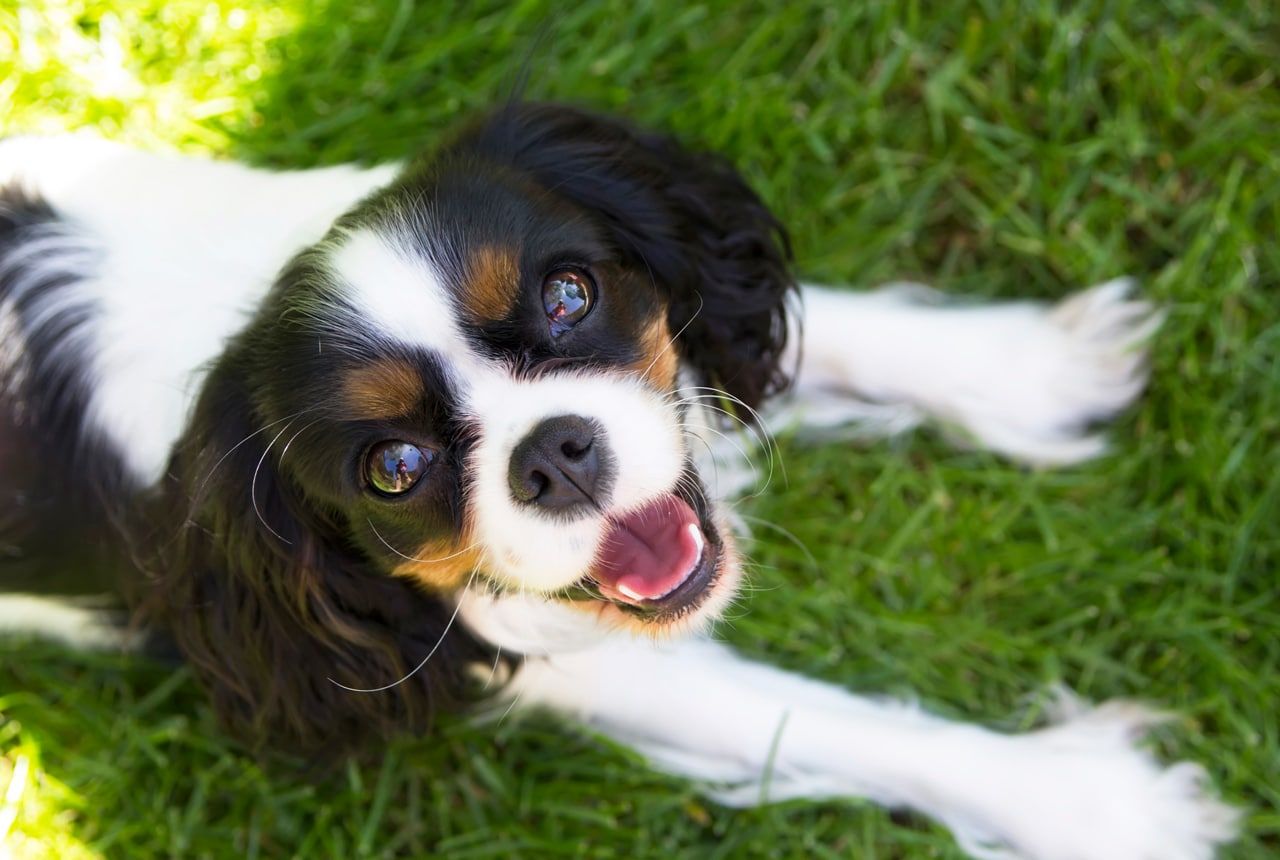 King Charles Cavalier Spaniel