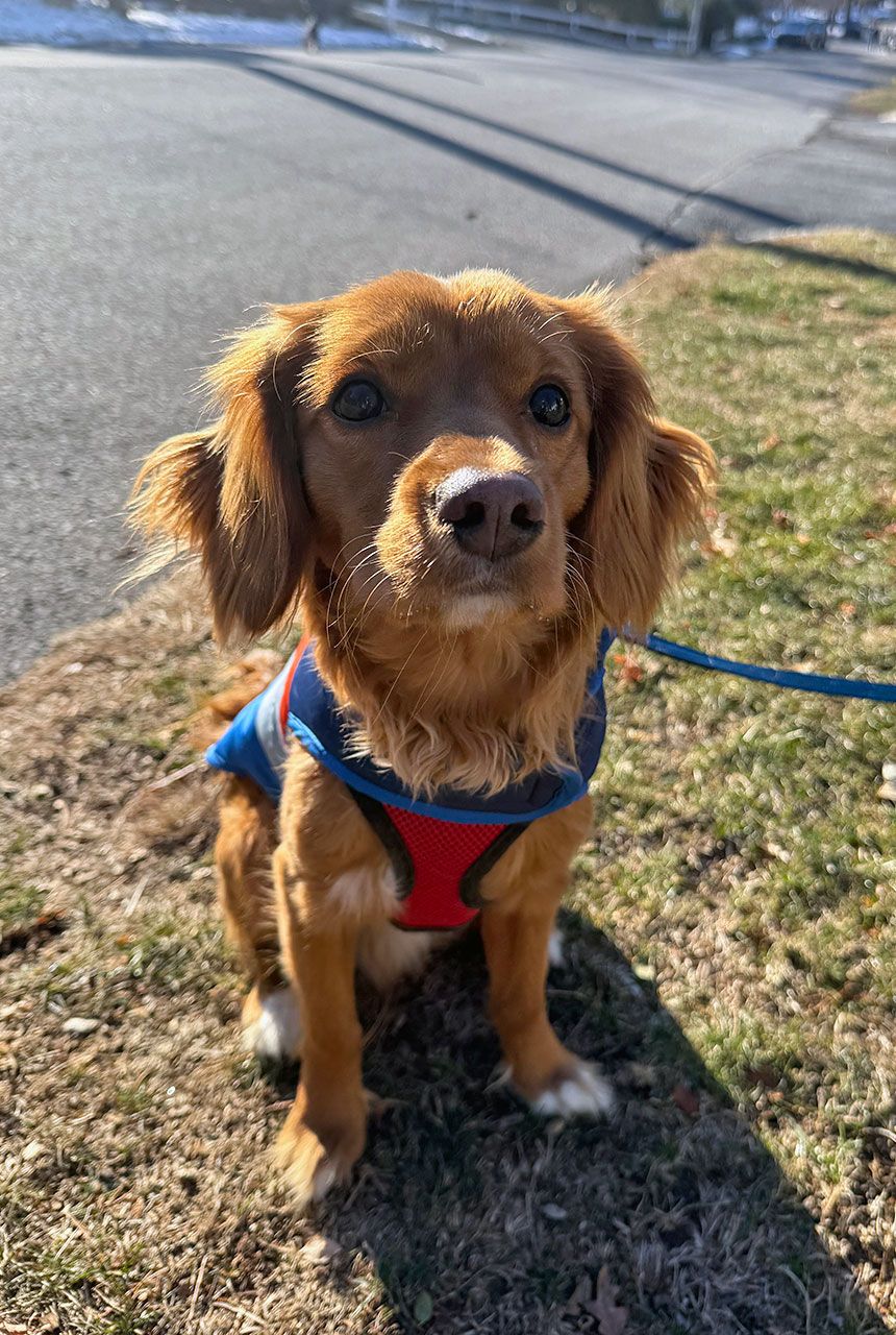Buddy - Mini Golden Retriever Puppy taking a walk
