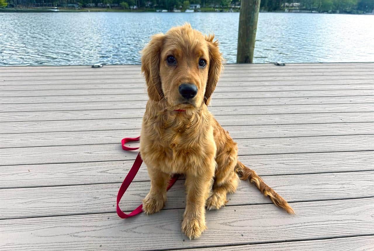 Mini Golden Retriever Size