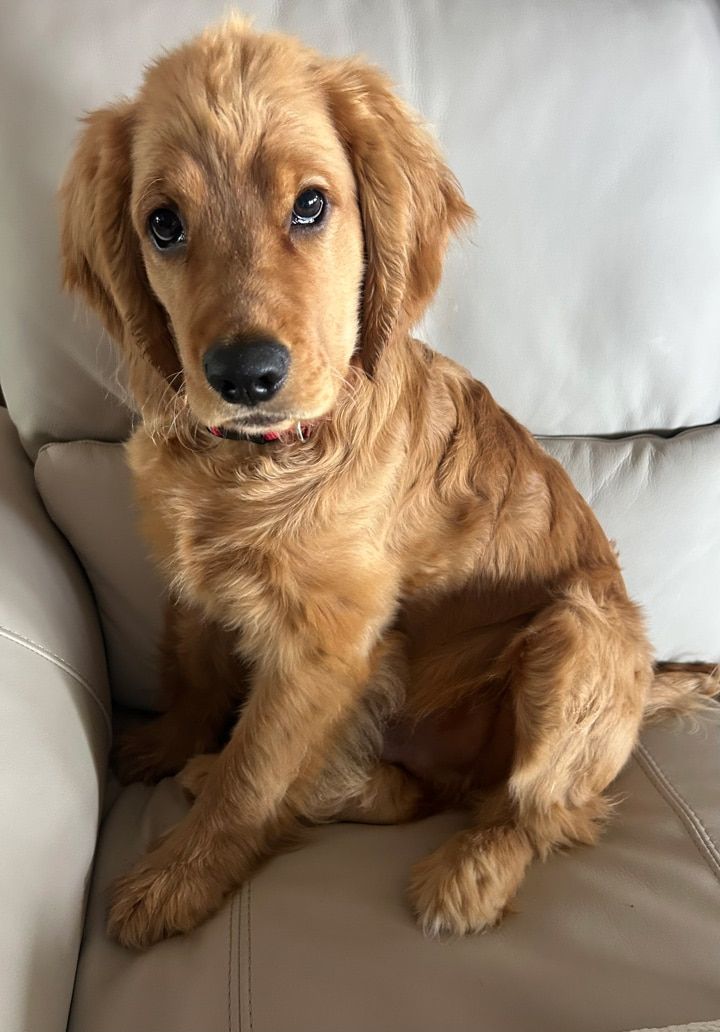 Benny - Mini Golden Retriever Puppy