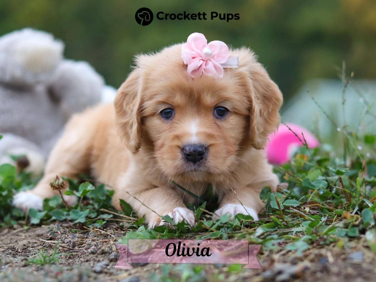 Female Mini Golden Retriever Pup - Olivia