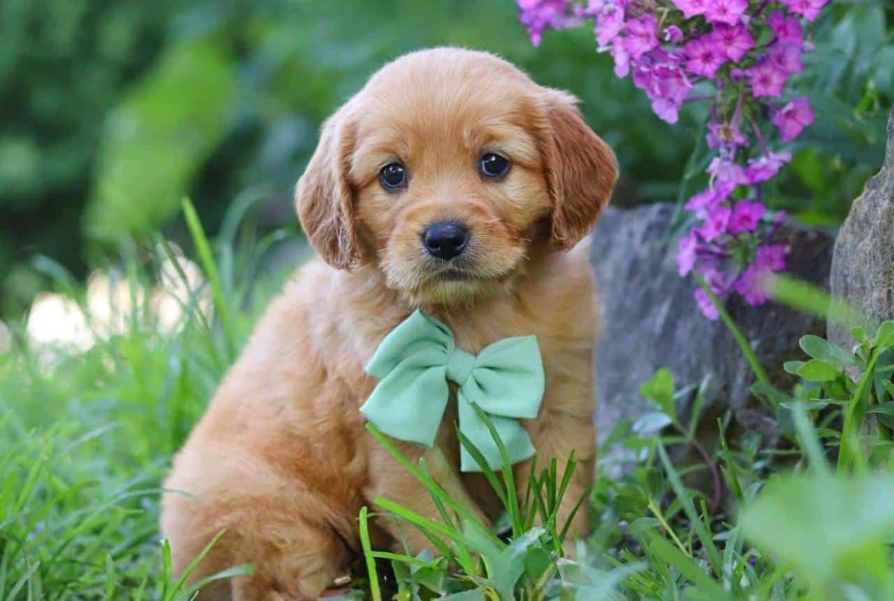 Ethical Mini Golden Retriever Breeder Puppy
