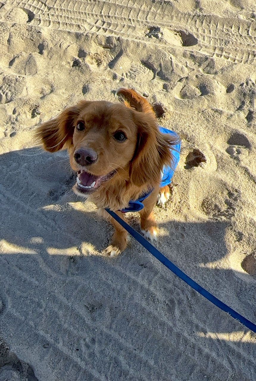 Buddy - Mini Golden Retriever Puppy at the beach