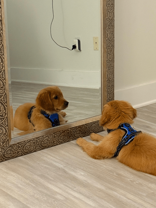 Mini Golden Retriever Puppy - Huey Magoo