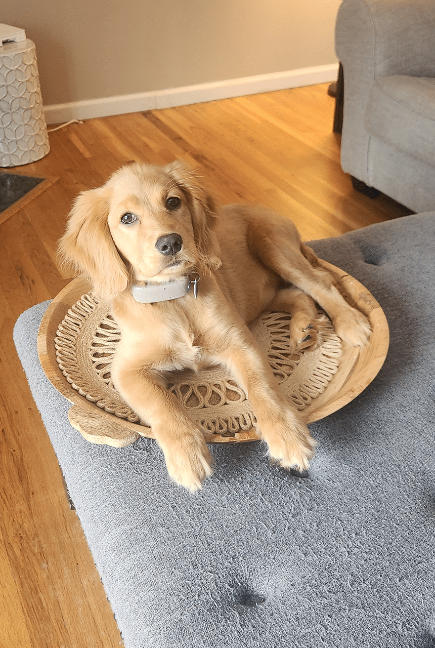 Mini Golden Pup Solstice (aka Fern) looking fine