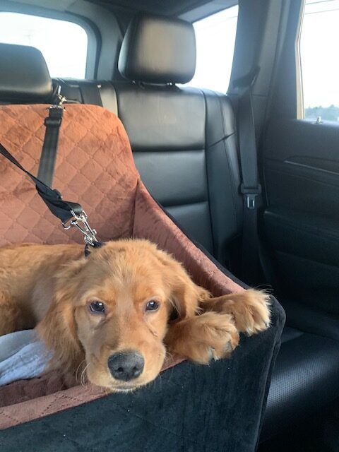 Juniper - Mini Golden Retriever Puppy chilling