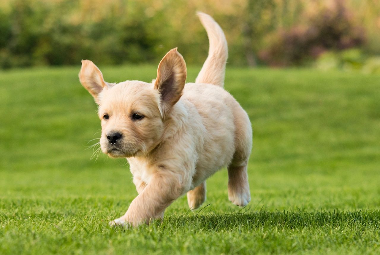 Retriever Puppy running outside