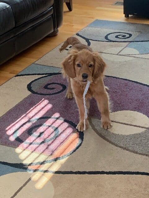 Juniper - Mini Golden Retriever Puppy playing