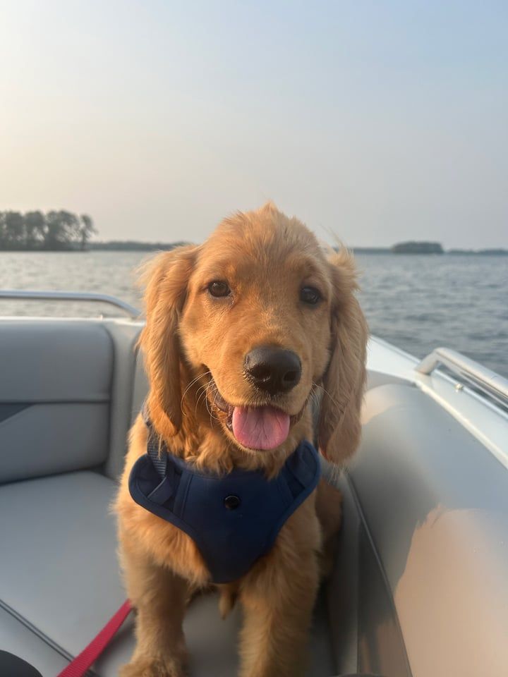 Benny - Mini Golden Retriever Puppy boating