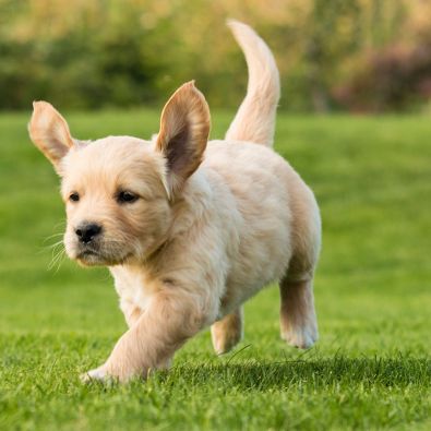 Retriever Puppy running outside