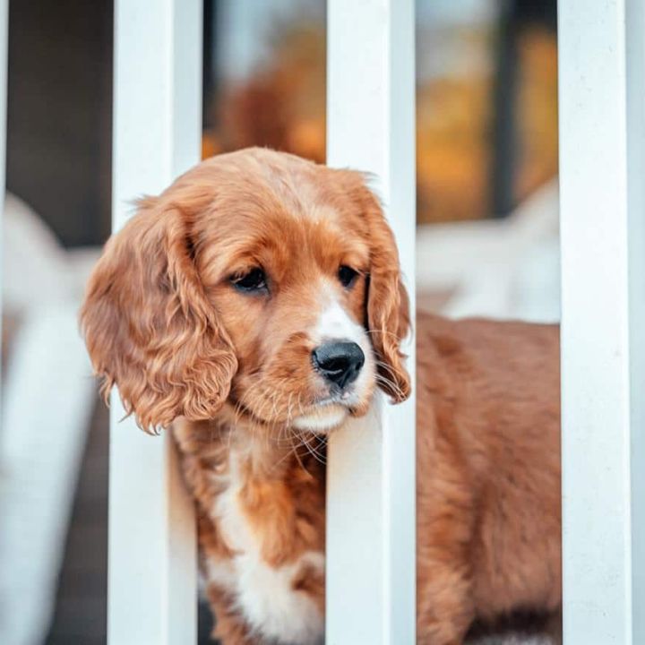 Mini Golden Retriever Temperament