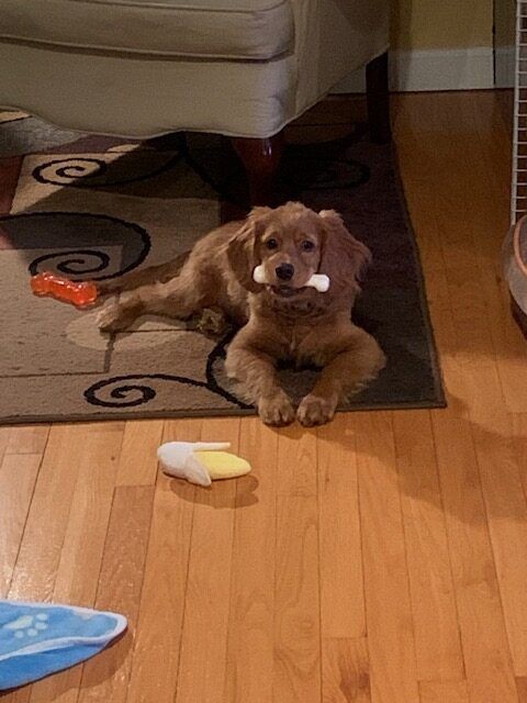 Juniper - Mini Golden Retriever Puppy