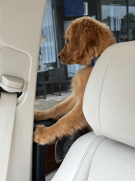 Mini Golden Retriever Puppy - Huey Magoo riding in the car