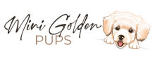Mini Golden Retriever Pups