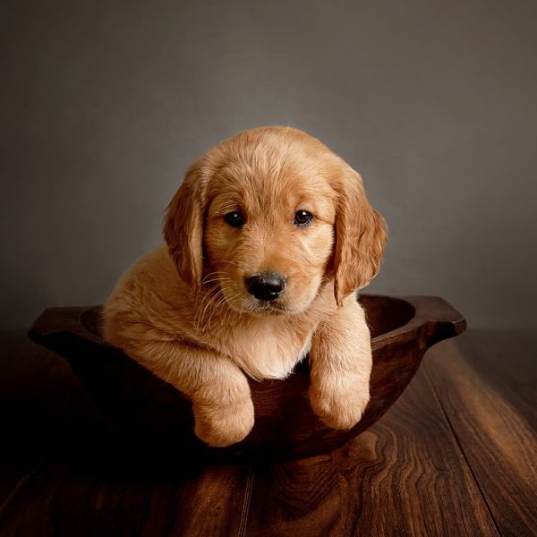 Mini Golden Retriever Pups