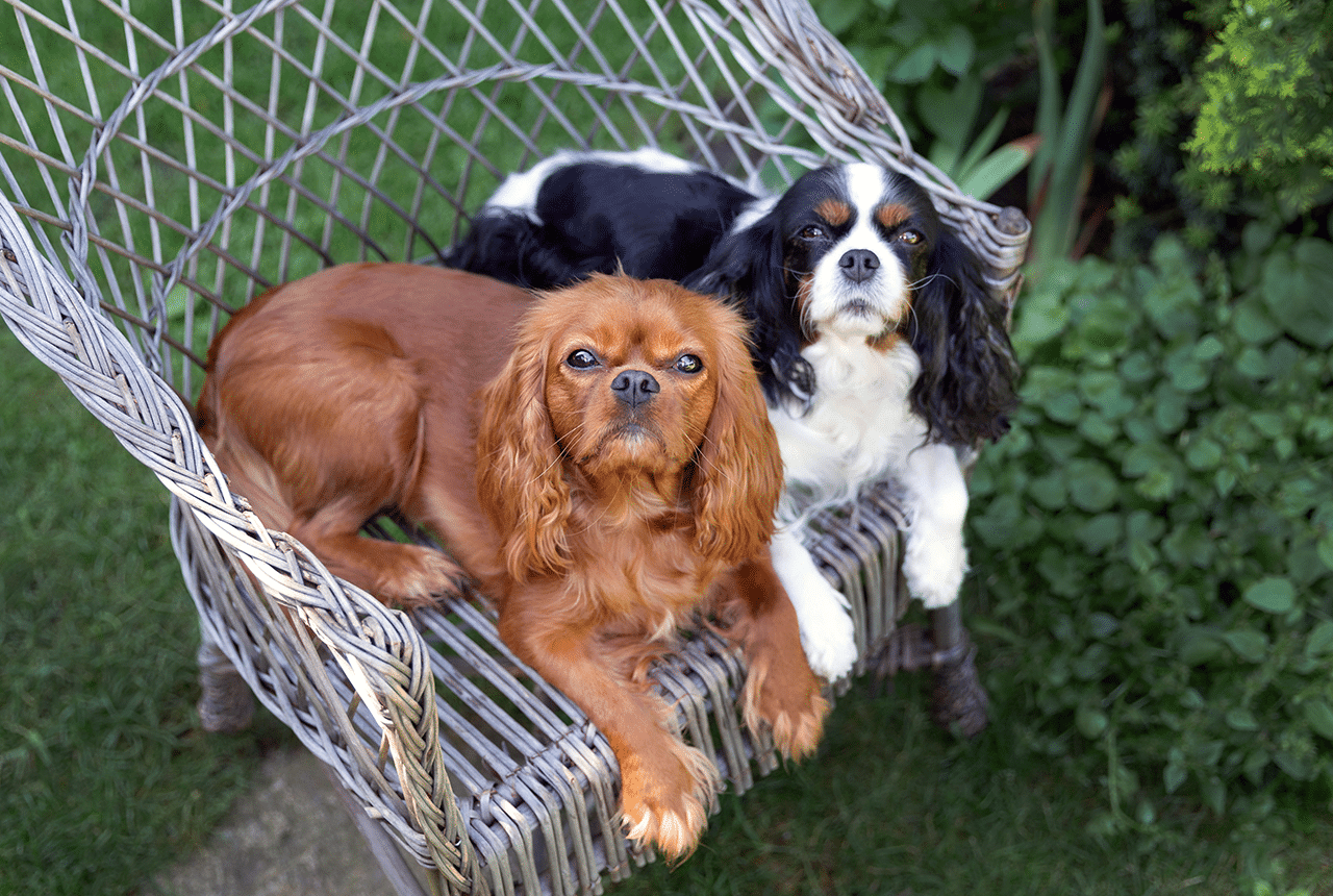 Cavalier King Charles Breed