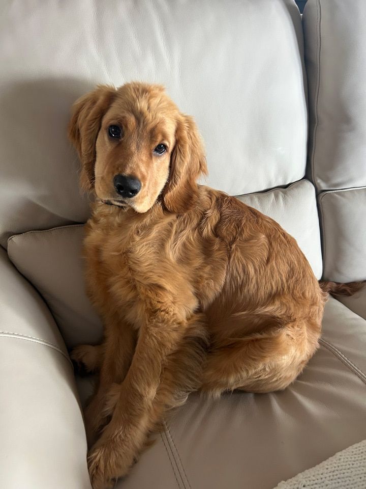 Benny - Mini Golden Retriever Puppy on the lake