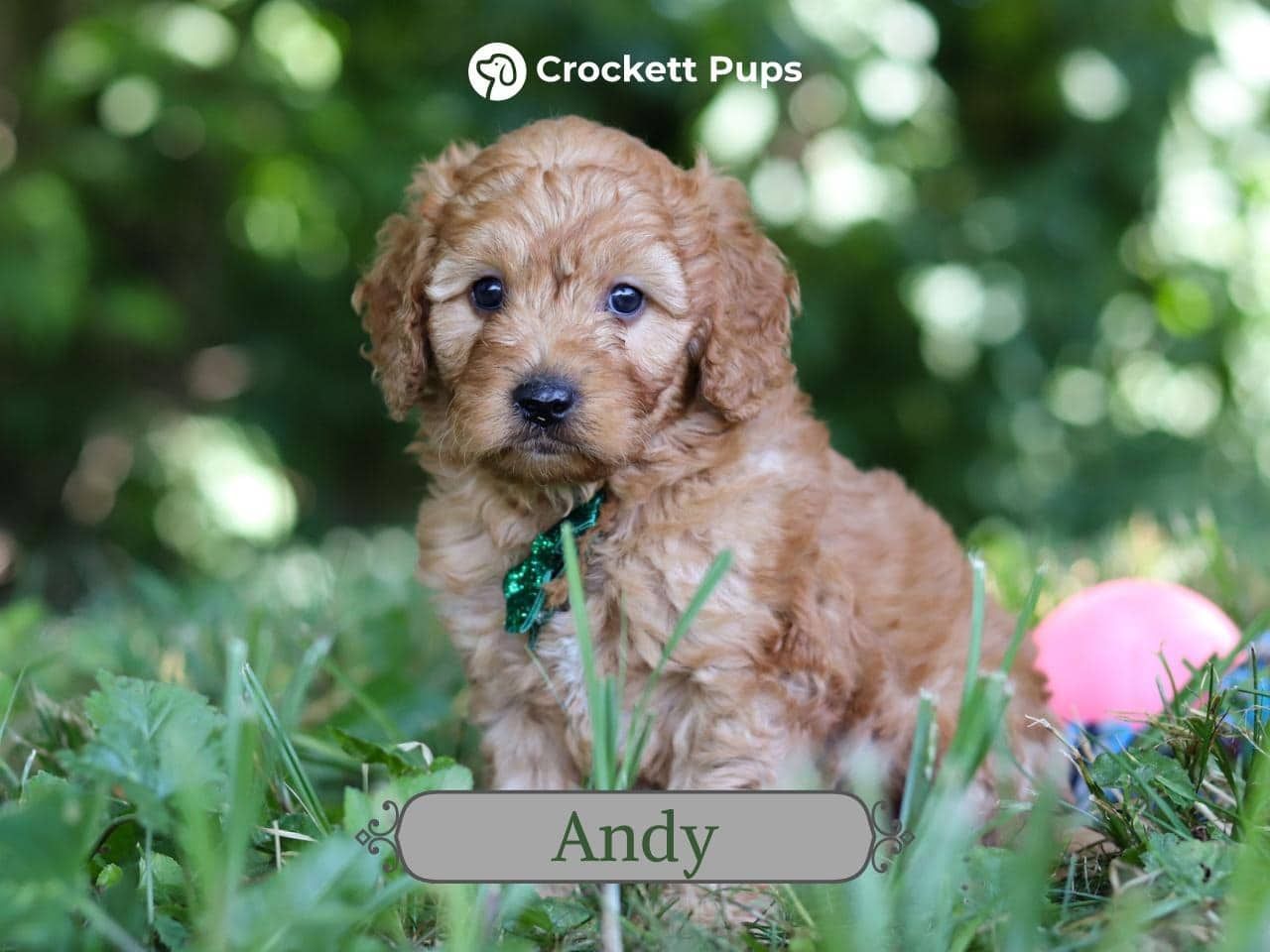 Male Mini Golden Retriever Pup - Andy
