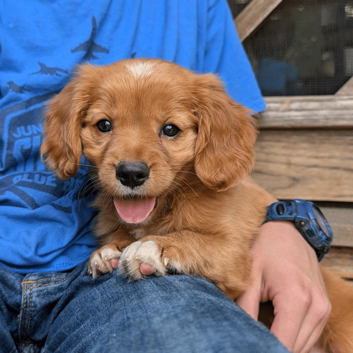 Mini Golden Retriever puppy Buddy, a new addition to the family
