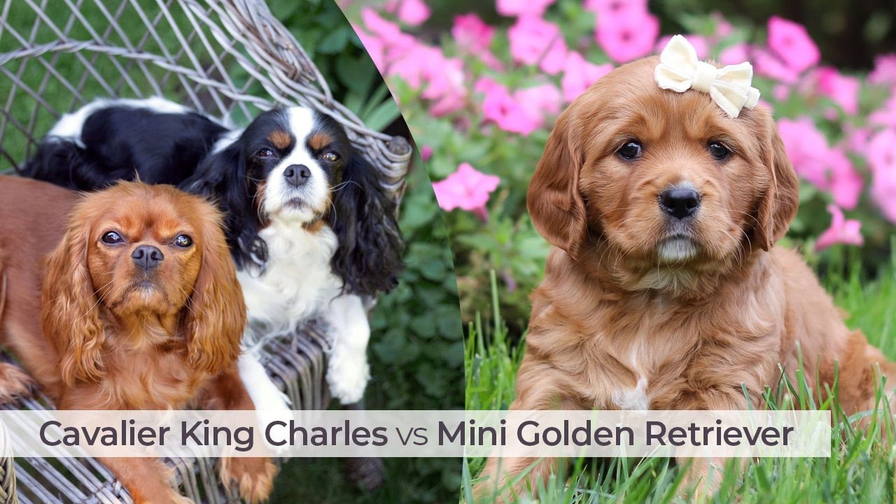 Cavalier vs Mini Golden Retriever