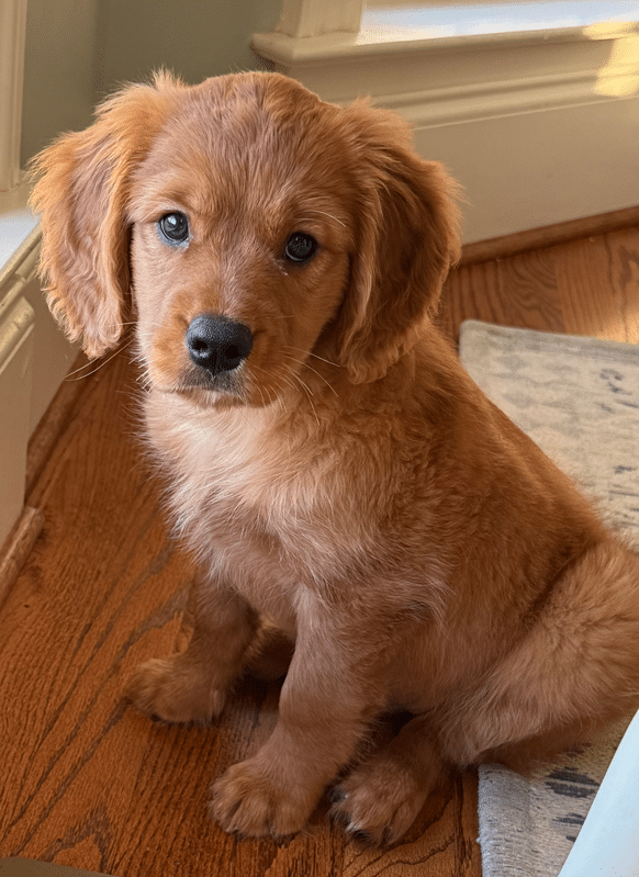 Snowshoe - Mini Golden Retriever