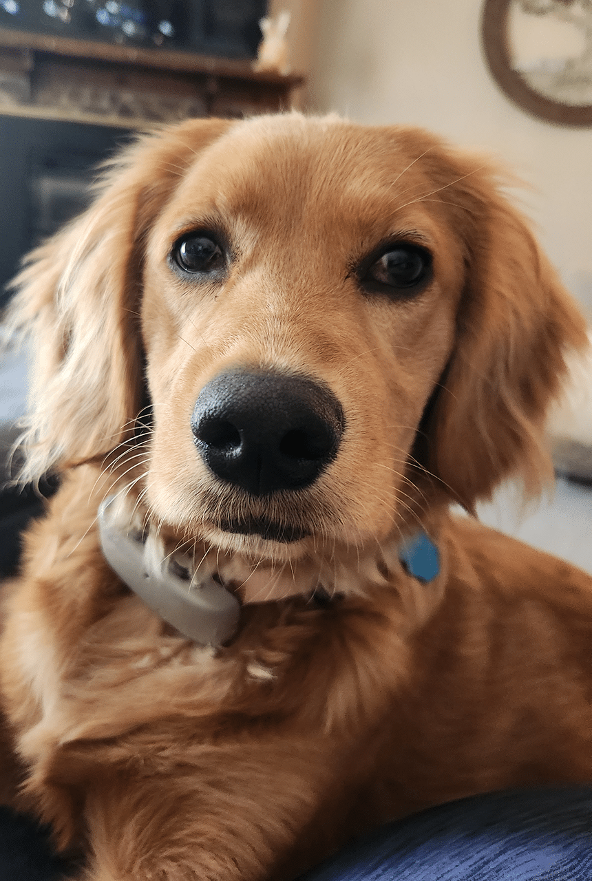 Mini Golden Pup Solstice (aka Fern)