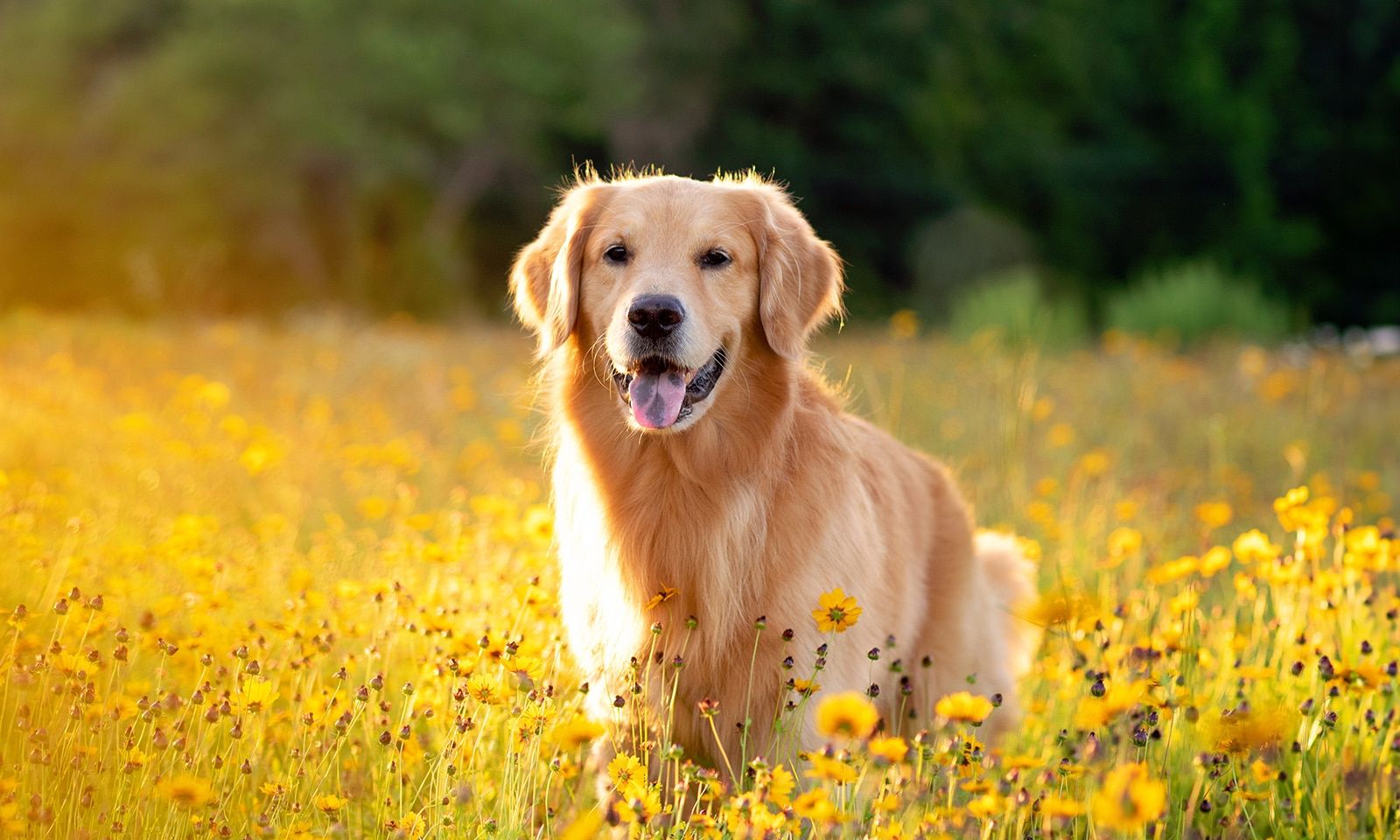 Golden Retriever Breed Characteristics