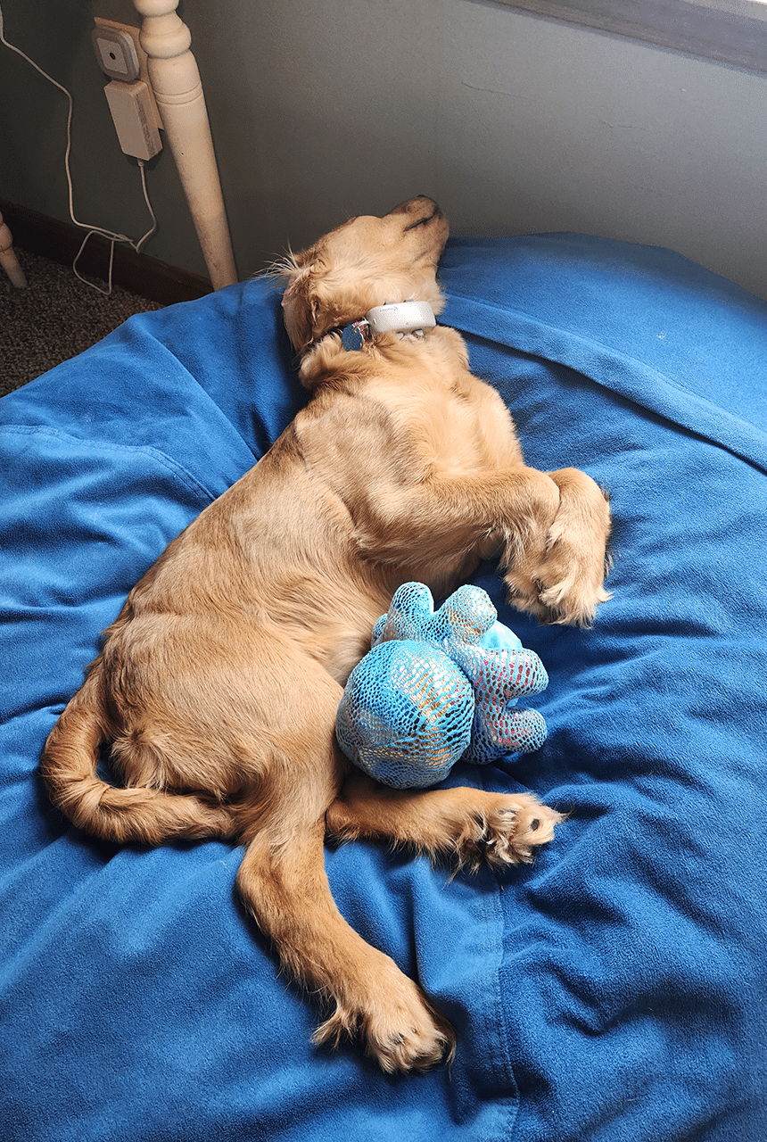 Mini Golden Pup Solstice (aka Fern) resting
