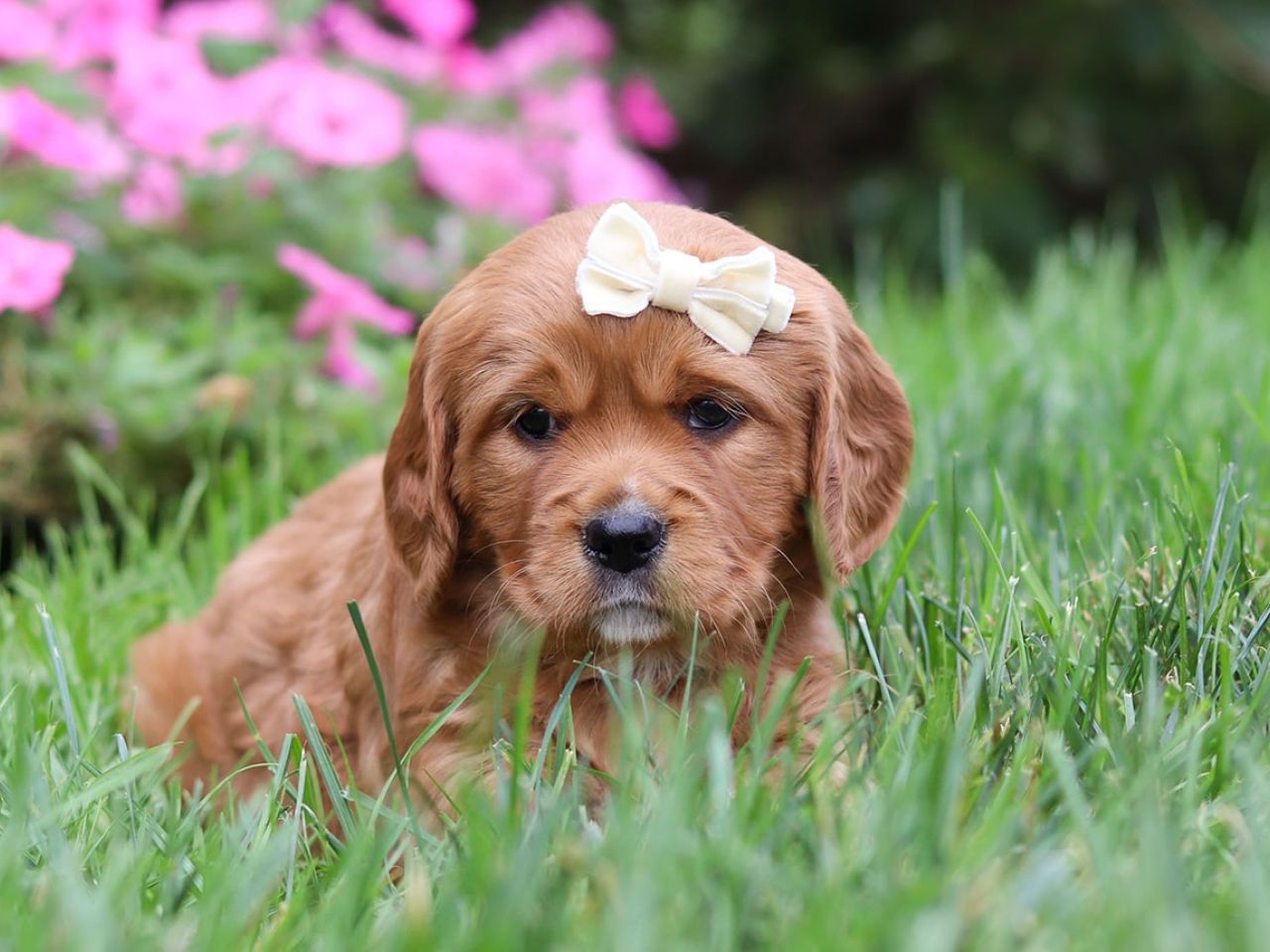 Female Mini Golden Retriever Pup - Bella