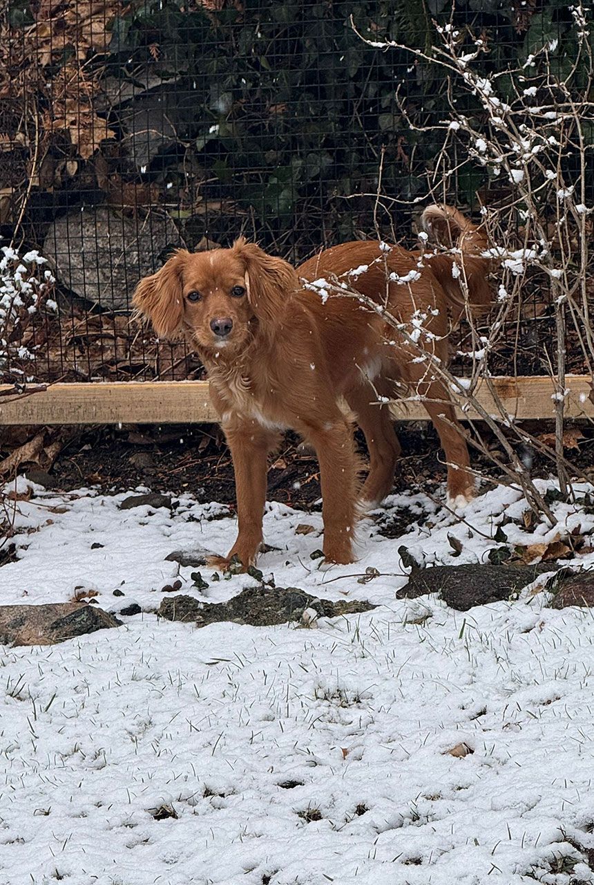 Buddy - Mini Golden Retriever Puppy in the snow
