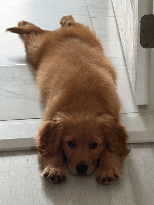 Mini Golden Retriever Puppy - Huey Magoo relaxing
