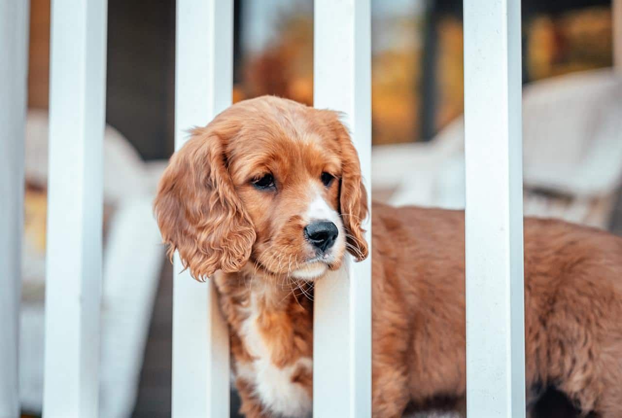 Mini Golden Retriever Temperament
