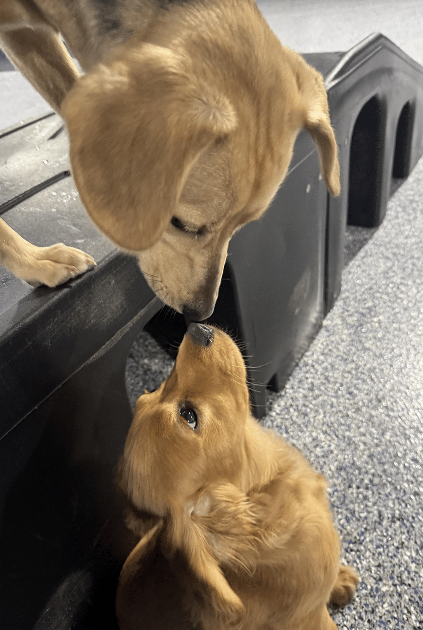 Mini Golden Pup Solstice (aka Fern)