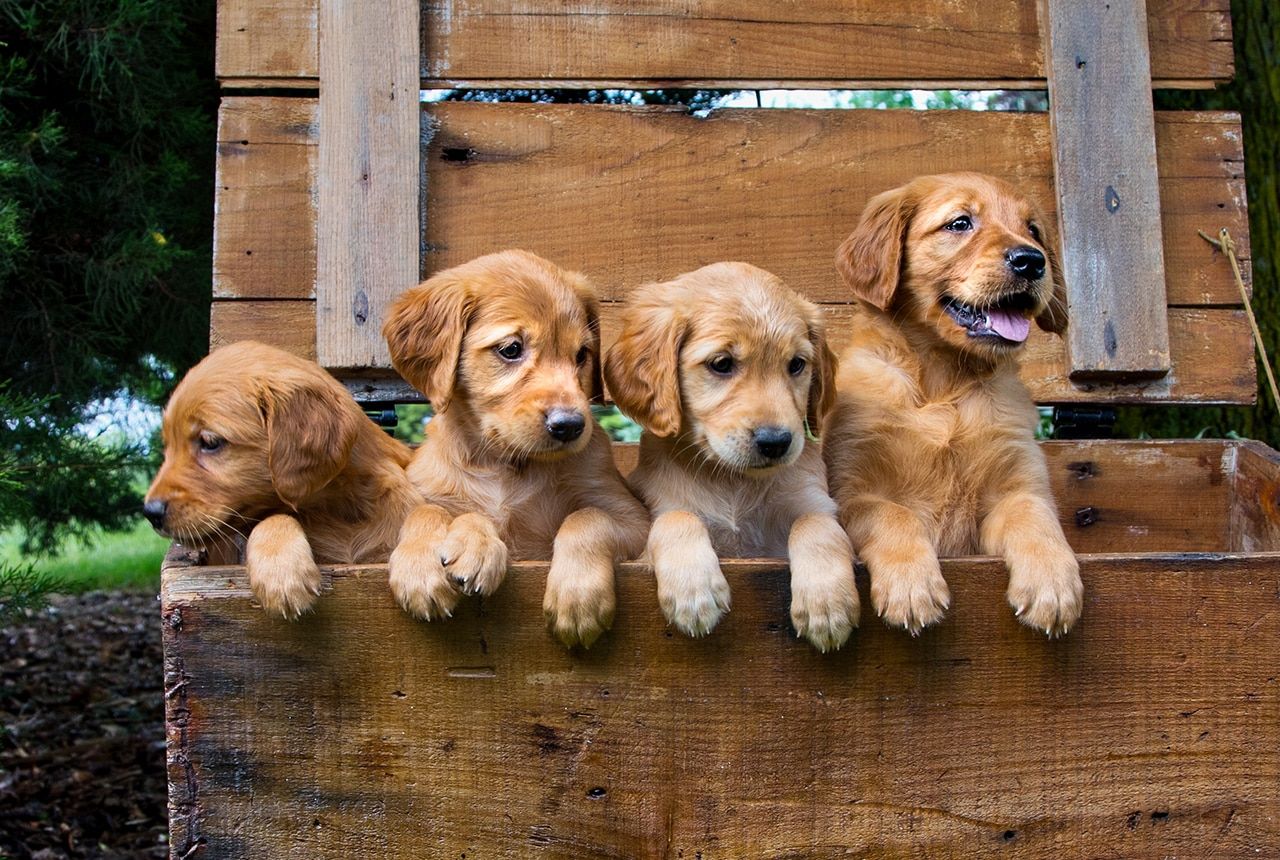 Mini Golden Retriever Pups peeking out of a box