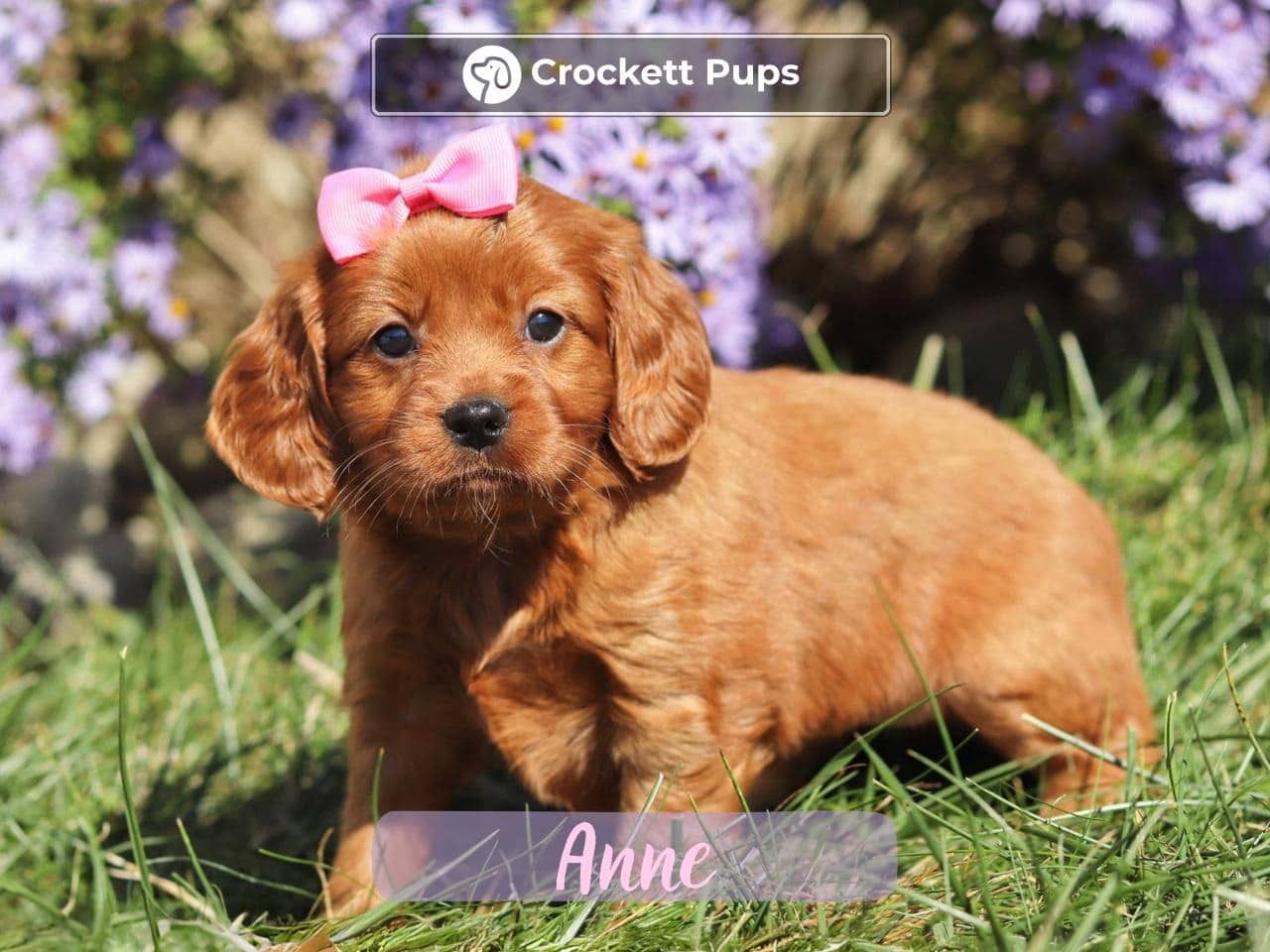 Female Mini Golden Retriever Pup - Anne