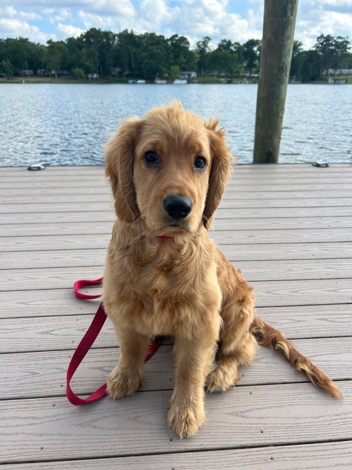 Benny - Mini Golden Retriever Puppy sitting on the dock