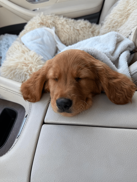 Mini Golden Retriever Puppy - Huey Magoo sleeping