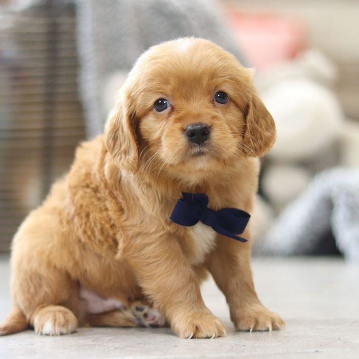 Mini Golden Retriever Puppy - Golden Cavalier Lifespan