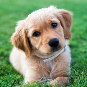 Mini Golden Retriever