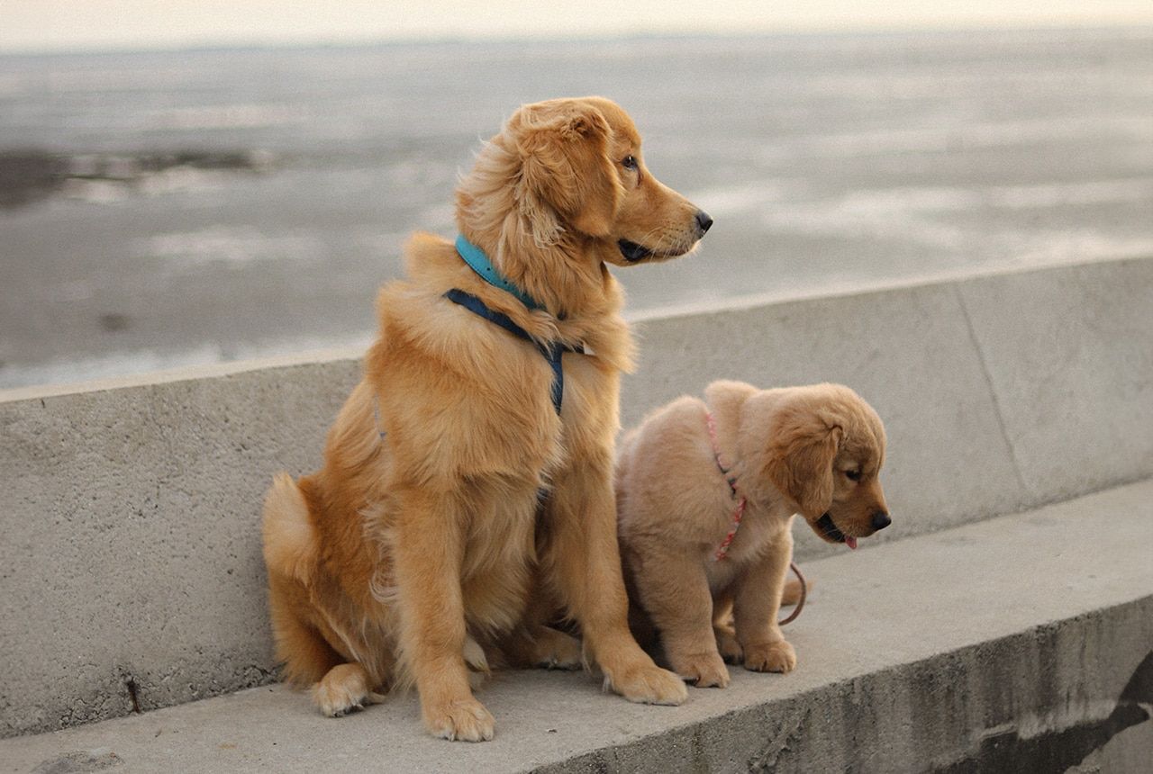 Mini Golden Cavalier Mom and Pup