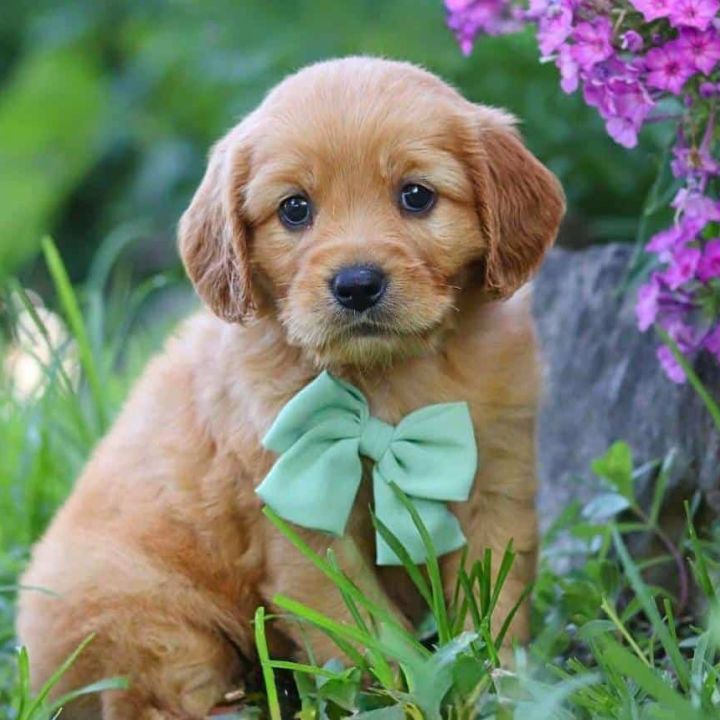 Ethical Mini Golden Retriever Breeder Puppy
