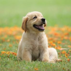 Mini Golden Retriever