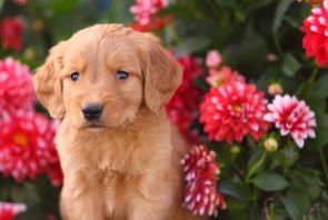 Mini Golden Retriever