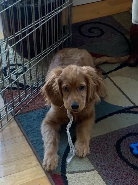 Juniper - Mini Golden Retriever Puppy