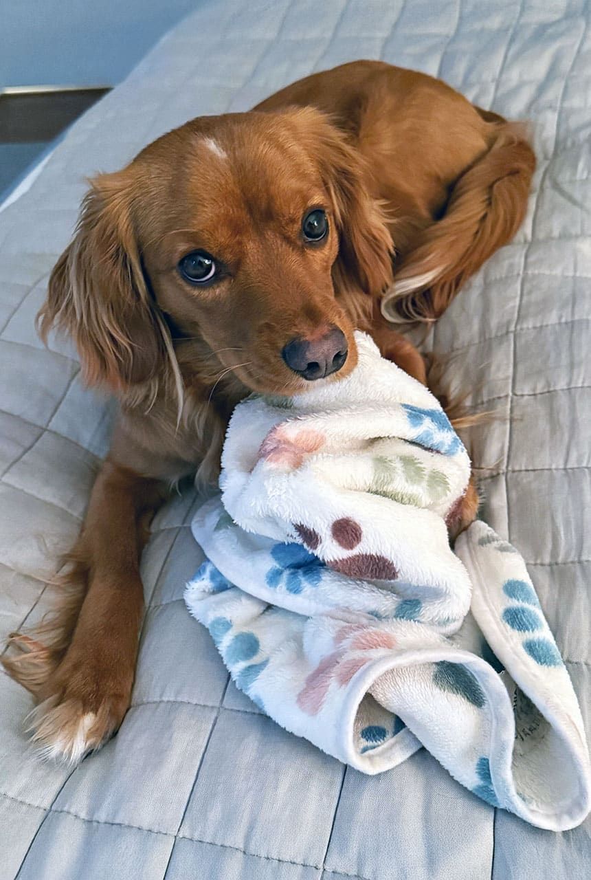 Buddy - Mini Golden Retriever Puppy